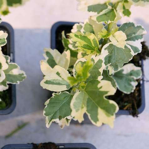 Ketmia syryjska Purpureus Variegatus (P9)