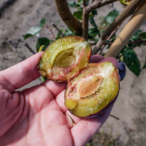 Śliwa Empres Plant Pack