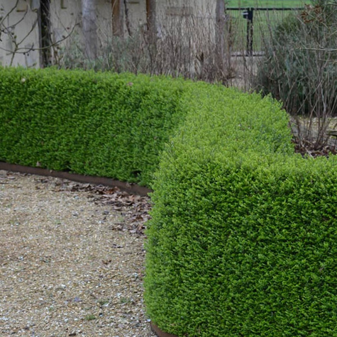 Suchodrzew lśniący mirowaty Elegant (C2)