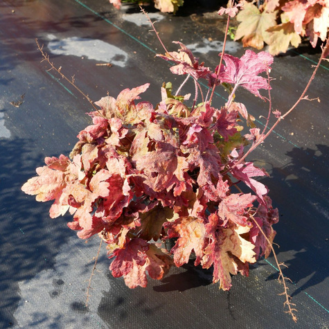 Żuraweczka Sweet Tea (C2)