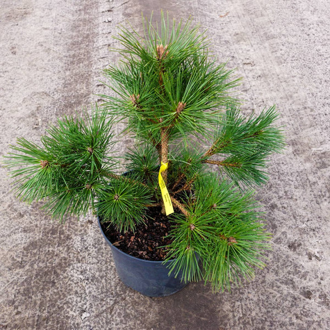 Sosna czerwona Watnong szczepiona na pniu Pa 40cm