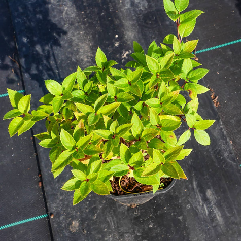 Hortensja bukietowa Living Touch of Pink (C2)