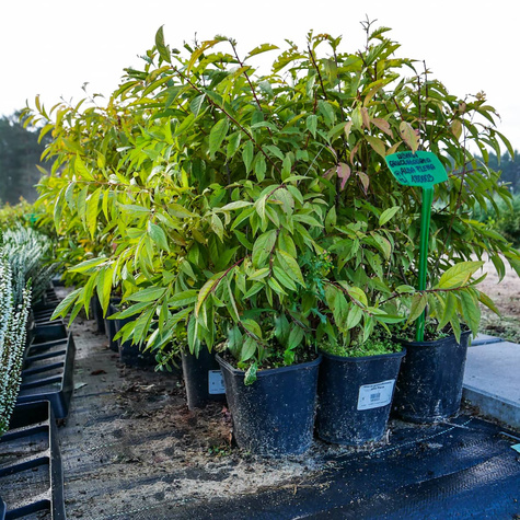 Wiśnia gruczołkowata Alba Plena