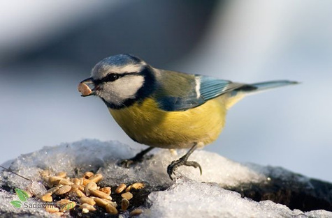 POKARM karma dla ptaków PTAKI ZIMUJĄCE 3L (ME30)
