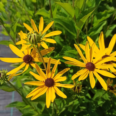 Rudbekia nibykutnerowata (C2)
