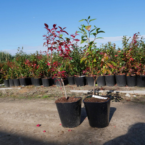 Borówka amerykańska Earliblue wczesna (C5)
