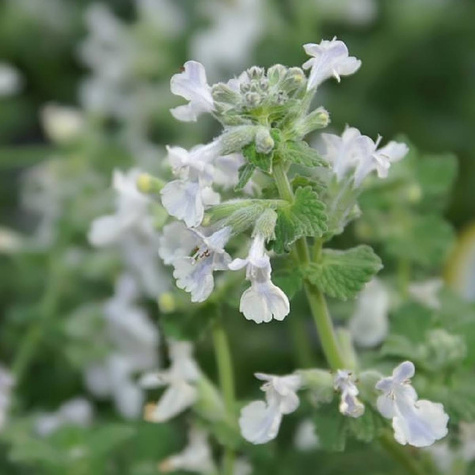 Kocimiętka Faassena Alba