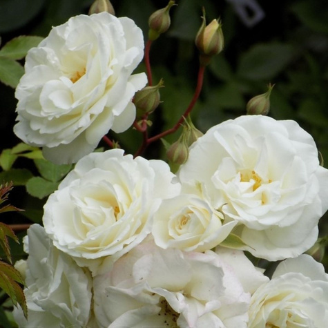 Róża rabatowa Midsummersnow biała