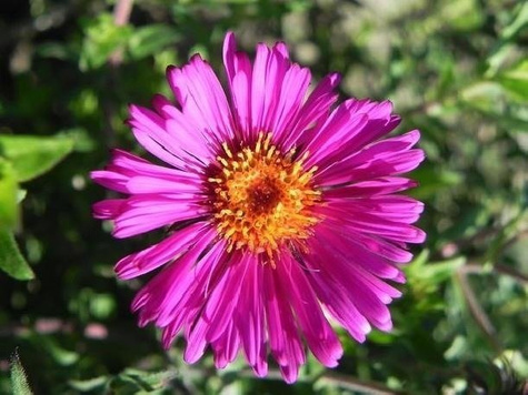 Aster nowoangielski Septemberrubin (C2)