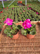Pelargonia stojąca różowa Piękne sadzonki