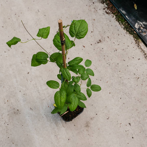 Powojnik Clematis wielkokwiatowy pełny Vyvyan Pennell