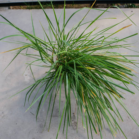 Trzcinnik piaskowy (C2)