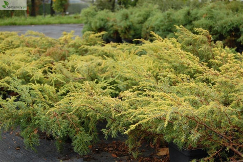 Jałowiec pospolity Depressa Aurea (C2)