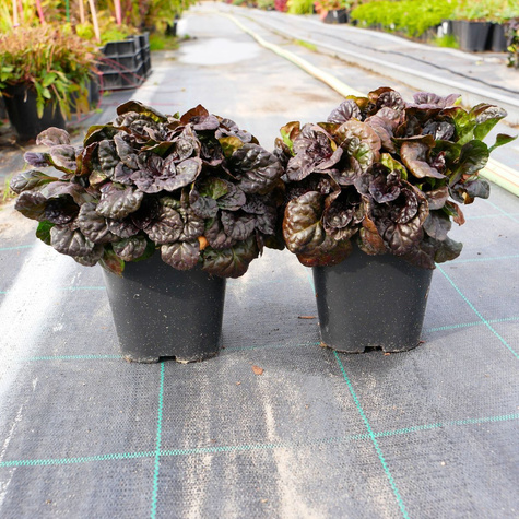 Dąbrówka rozłogowa Black Scallop (C2)