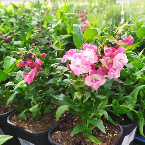 Penstemon Hartwegii Polaris Magenta (C2)