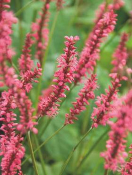 Rdest himalajski Speciosa Firetail (C2)