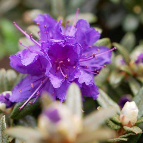 Azalia fioletowa Awangardowa (C2)