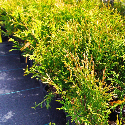 Thuja Żywotnik zachodni White Giant