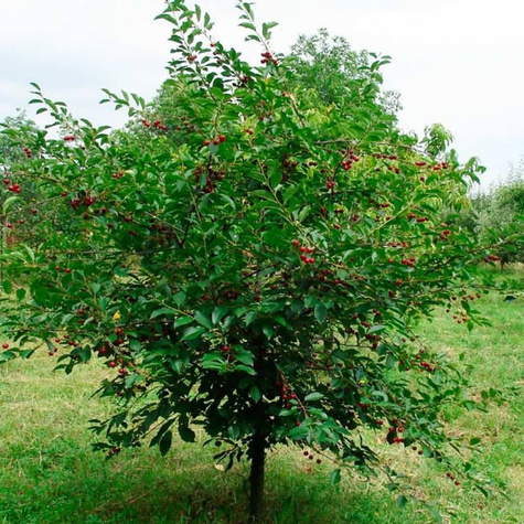 Mini Wiśnia karłowa Piemont w doniczce