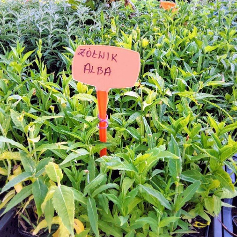 Żółwik ukośny Alba (P9)