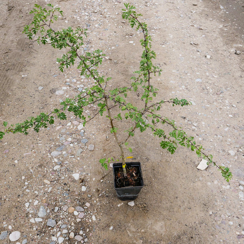 Głóg jednoszyjkowy leczniczy w pojemniku (C2)