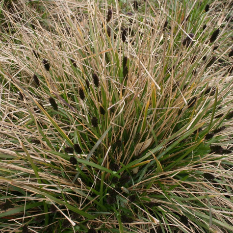 Sesleria Heuflera o czarnych kłosach (C2) 