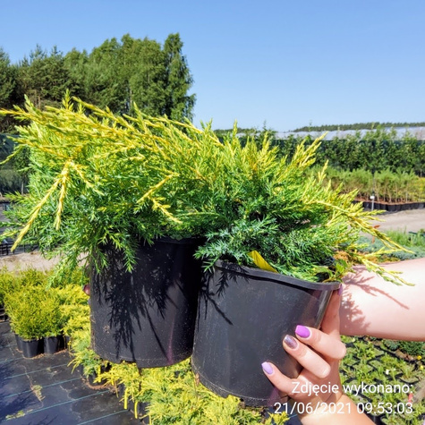Jałowiec pośredni Pfitzeriana Aurea rozłożysty (C2)