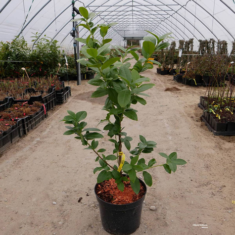 Laurowiśnia wschodnia