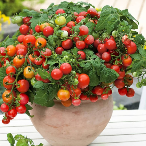 Pomidor karłowy koktajlowy pod osłony i do ogrodu mieszanka odmian 0,5g