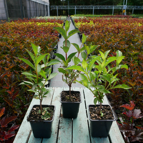 Krzewuszka cudowna Styriaca (P9)