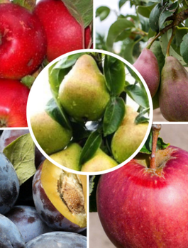 Zestaw Drzewek Owocowanie Październik Listopad Plant Pack