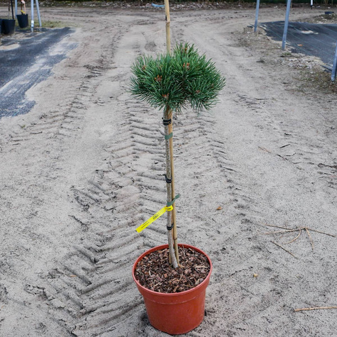 Sosna pospolita Frenshman