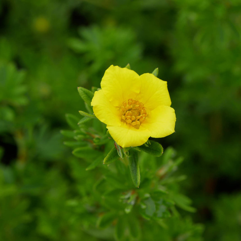 Pięciornik krzewiasty 'Klondike' (C2)