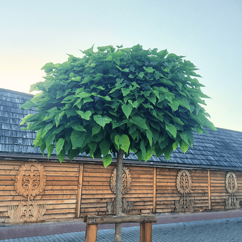 Katalpa Szczepiona Na Pniu Surmia Bignoniowa Nana