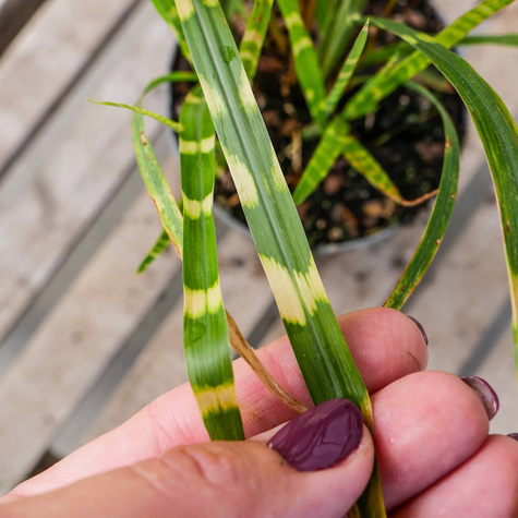 Miskant chiński Strictus (C2)