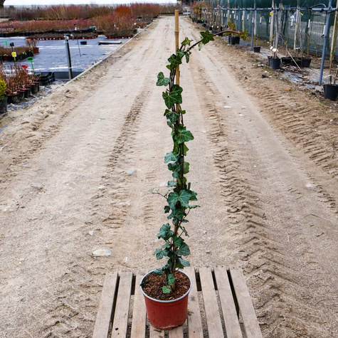 Bluszcz pospolity Thorndale