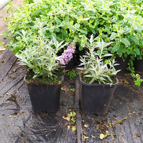 Budleja Dawida Summer Bird Sky Blue karłowa na balkon (C2)