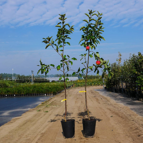 Jabłoń Elise Eliza w doniczce