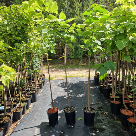 Katalpa szczepiona na pniu Pulweranta