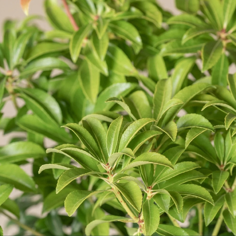 Pieris japoński Prelude (P9)