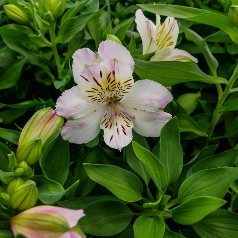 Alstremeria ogrodowa Times Valley (C2)