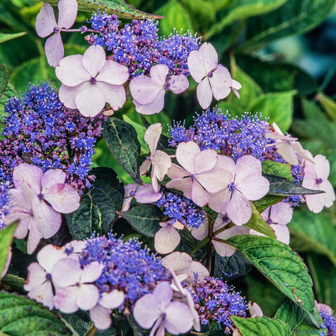 Hortensja piłkowana Rosalba (C2)