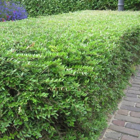 Ligustr pospolity Lodense (C2)