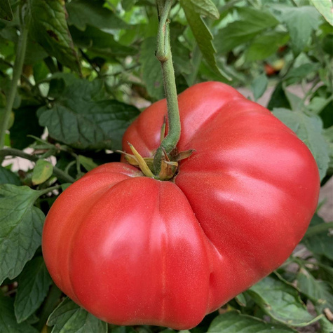 Pomidor gruntowy wysoki Oxheart Bawole serce 0,2g + ZNACZNIK