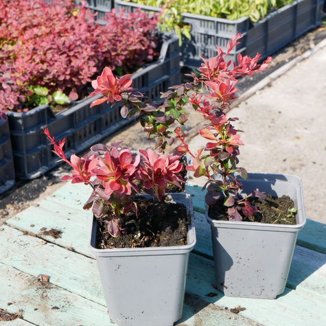 Berberys Thunberga Karlik (P9)