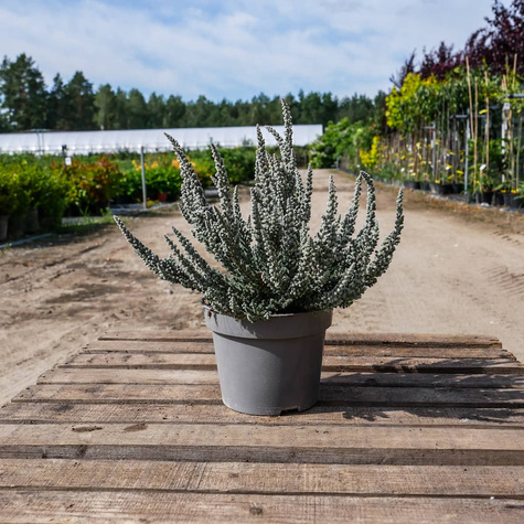 Wrzos pospolity Skyline Cologne srebrzysty