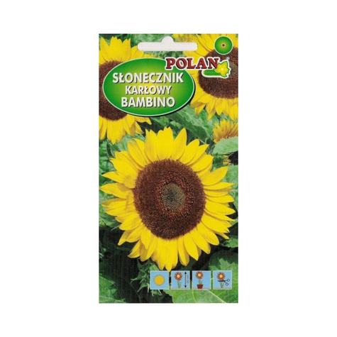Słonecznik ozdobny niski Bambino żółty z ciemnym środkiem 2g