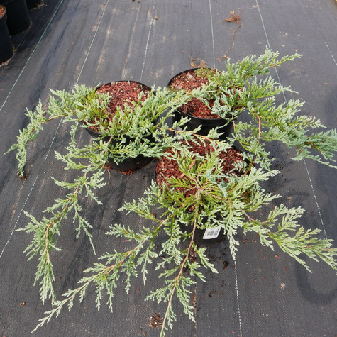 Jałowiec płożący Glacier (C2)