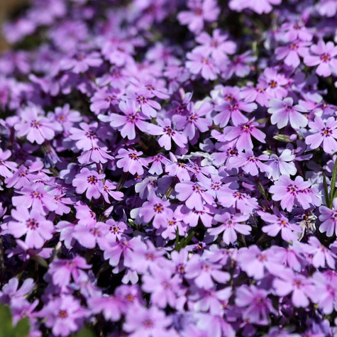 Płomyk szydlasty Floks Purple Beauty