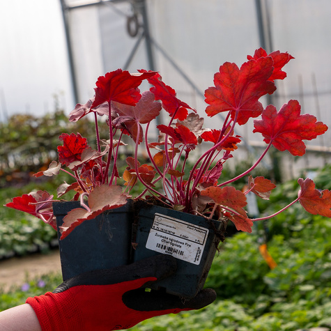 Żurawka ogrodowa Fire Chief Ognista (C2)